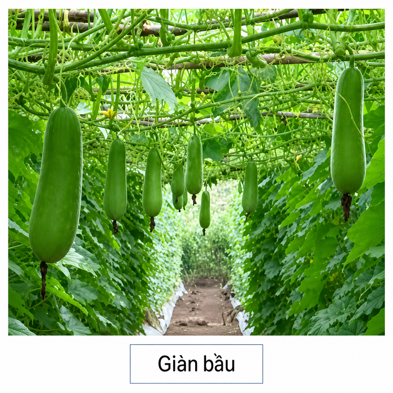 1IfVTAjGNe0XqOM64FtsgWCiCGL3b5I2j