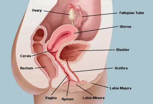 4. Các Bệnh Lý Thường Gặp Liên Quan Đến Âm Vật