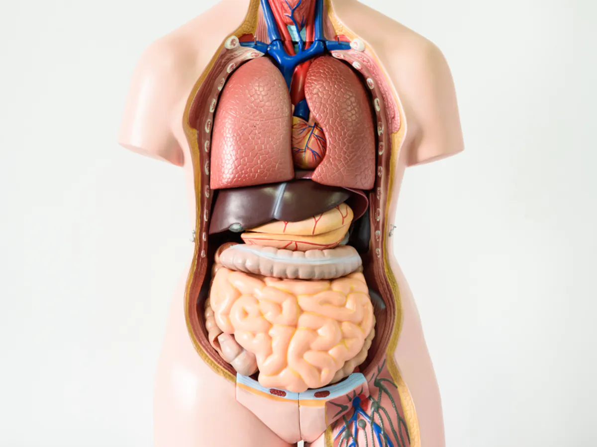 Những phần cơ thể con người được xem là nội tạng?
