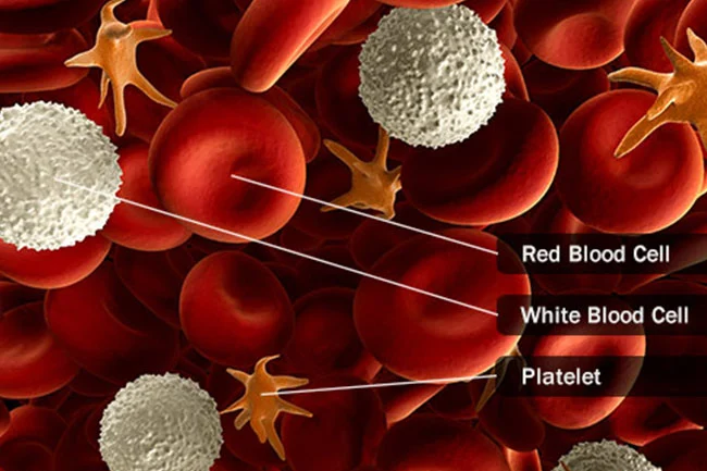 Ung thư máu là gì? (What is blood cancer?)
