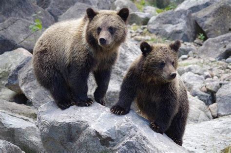 Từ bear có thể được sử dụng như một động từ trong tiếng Anh? Nếu có, nghĩa của nó là gì?
