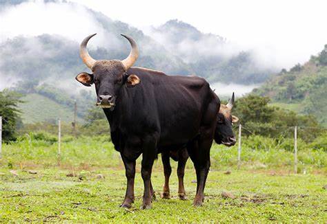 Tên gọi tiếng anh của loài bò tót châu Á là gì?
