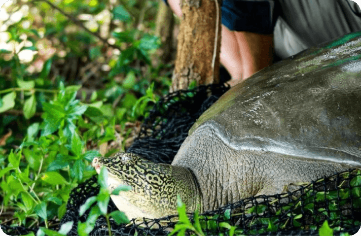 One of world’s three Hoan Kiem turtles dies in Hanoi | Daily News @ dol ...