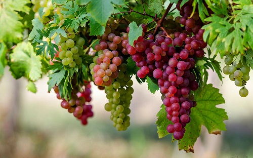 Mơ Thấy Quả Nho - Giải Mã Giấc Mơ và Con Số May Mắn