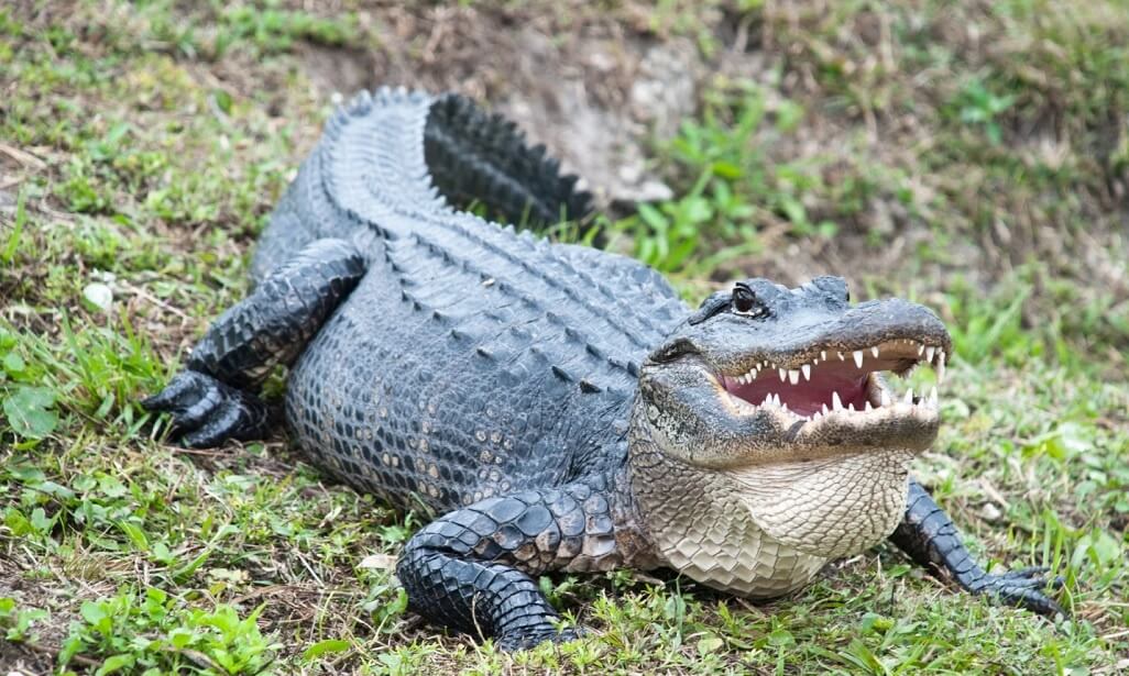 Phân biệt cá sấu và alligator