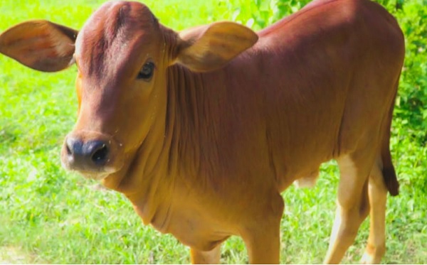 Có những từ liên quan đến con bò trong tiếng Anh ngoài calf và cow không?