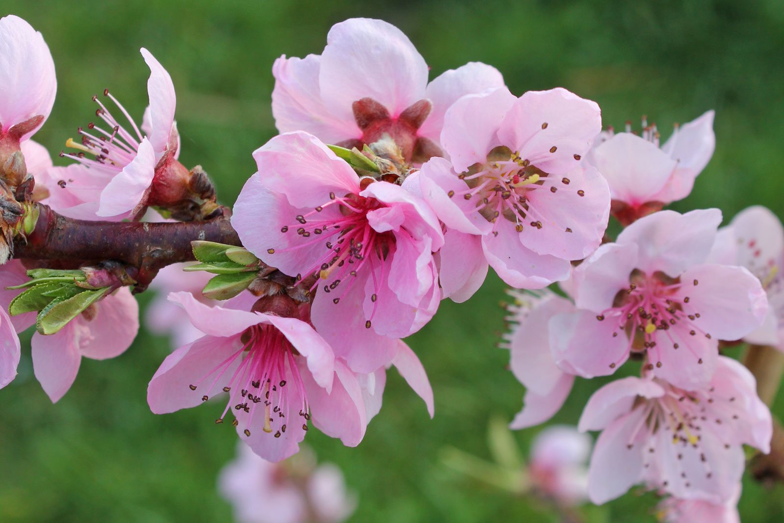 Hoa đào có thể được gọi là peach blossom trong tiếng Anh không? Nếu có, tại sao lại không sử dụng từ peach flower?
