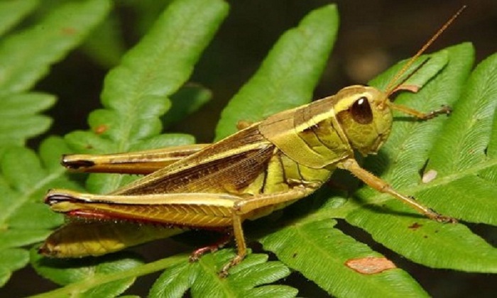 Con châu chấu tiếng Anh là gì? Khám phá đầy đủ thông tin về Grasshopper