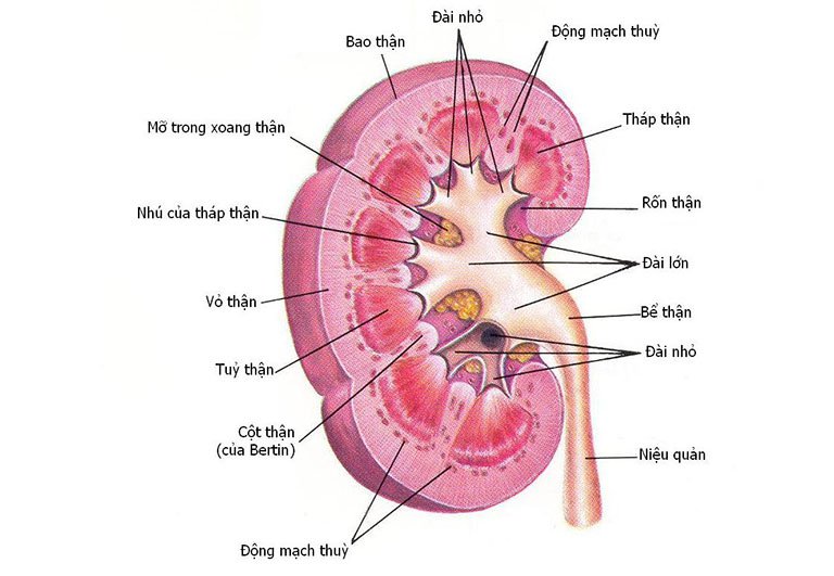 Cấu tạo và vai trò của rốn thận trong cơ thể