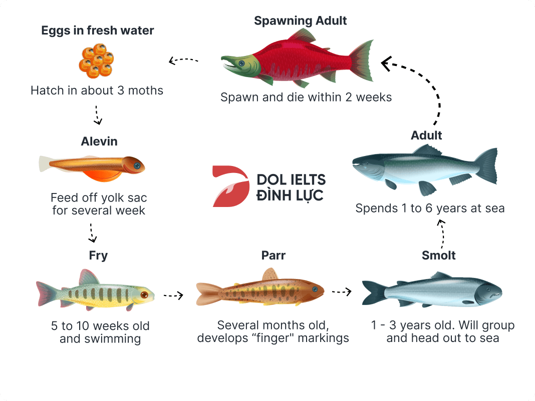 bài Process The life cycle of a salmon trong IELTS Writing Task 1 năm 2019
