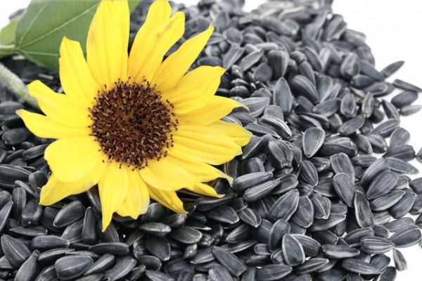 Hạt Hướng Dương Tiếng Anh Là Gì? - Tất Tần Tật Về Sunflower Seed