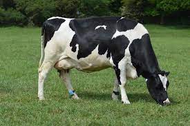 Con bò cái và con bò đực được gọi là gì trong tiếng Anh?