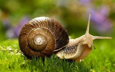 con ốc sên Tiếng Anh là gì