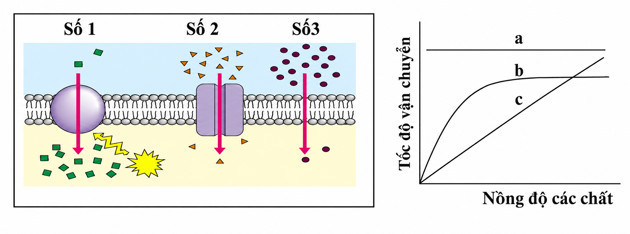 ChatGPT Image 01_35_00 26 thg 7, 2026.png