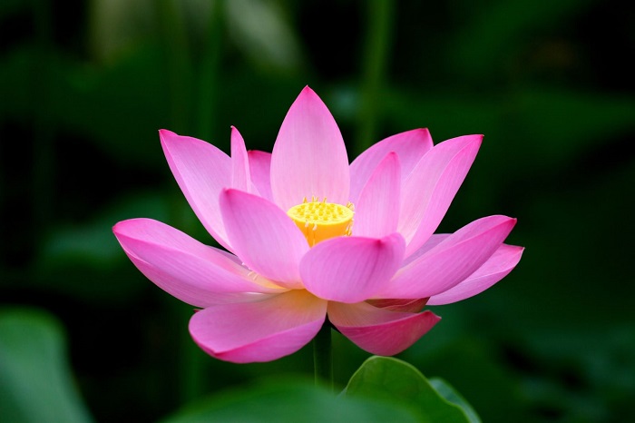 Hoa sen là biểu tượng của sức sống và tinh thần thanh tịnh. Xem hình ảnh hoa sen để đắm mình vào vẻ đẹp thơm ngát và được học thêm từ vựng tiếng Anh liên quan đến loài hoa đặc biệt này.
