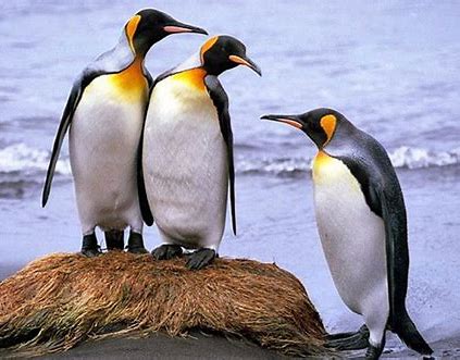 chim cánh cụt tiếng anh là gì