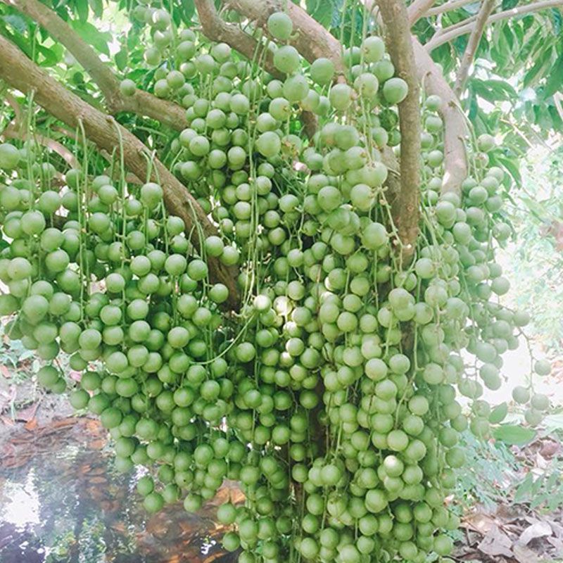 trái dâu da xanh Tiếng Anh là gì