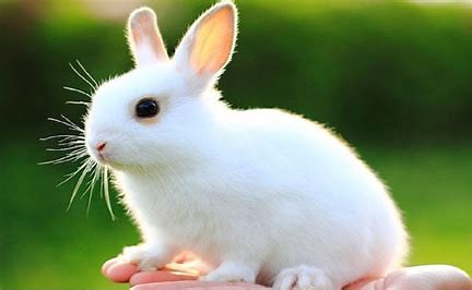 "Con thỏ tiếng Anh là gì": Tìm hiểu Về Người Bạn Nhỏ Đáng Yêu