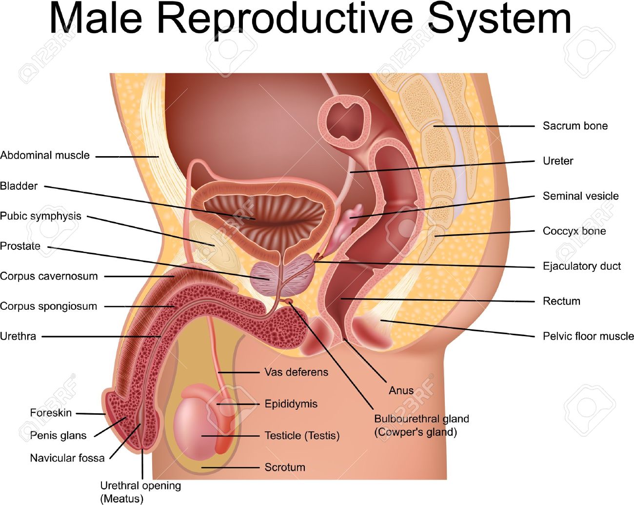 4. Một số vấn đề sức khỏe liên quan