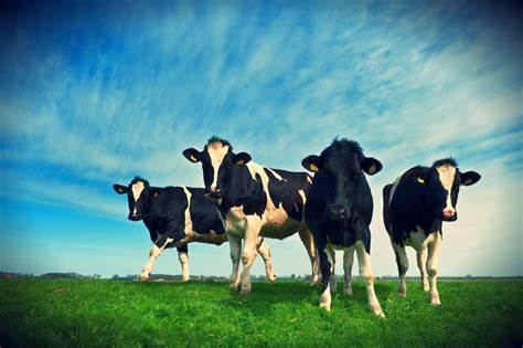 Làm thế nào để phân biệt giữa các loại bò sữa trong tiếng Anh?
