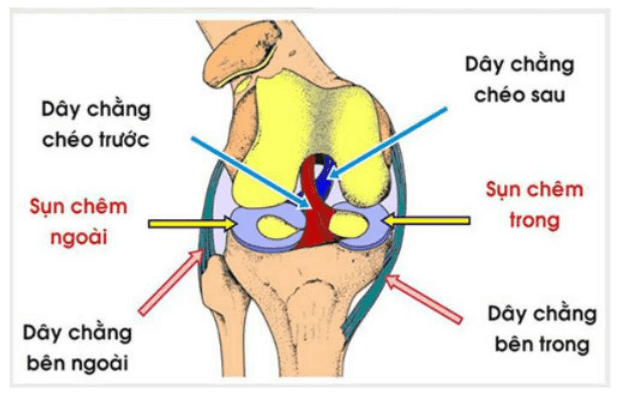 Giãn Dây Chằng Tiếng Anh: Định Nghĩa, Cấu Trúc, Cách Sử Dụng và Ví Dụ Câu