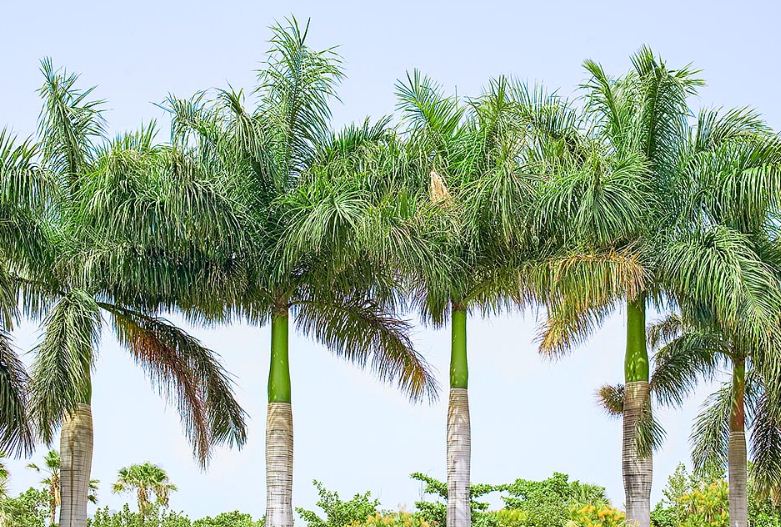 cây cau vua Tiếng Anh là gì