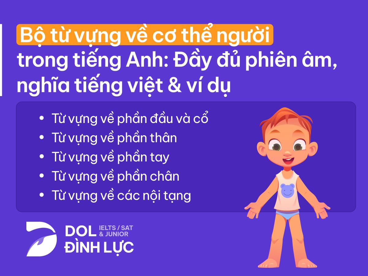 bộ từ vựng về cơ thể người trong tiếng Anh
